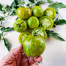 Green Zebra Tomato (Organic 75 Days) - Vegetables