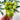 Green Zebra Tomato (Organic 75 Days) - Vegetables