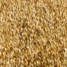 A close-up of a golden field of oat cover crop stalks with dried seed heads filling the frame.