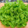 Hanson Lettuce (Heirloom 65 Days) - Vegetables