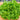 Hanson Lettuce (Heirloom 65 Days) - Vegetables