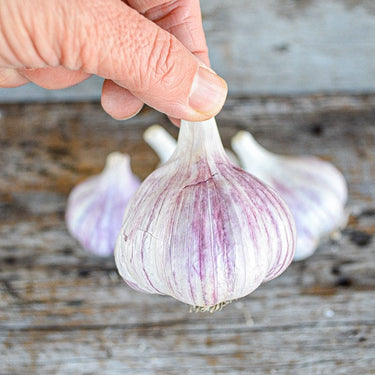 Hardneck Garlic- Chesnok Red (Fall Planting) - Bulb