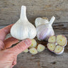 Hardneck Garlic- German White (Fall Planting) - Bulb