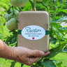 Hand holding a collection of heirloom tomato seeds in a gift box with heirloom tomato plant in the background