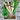 Hollow crown parsnips with green tops in a wooden crate against a wooden background