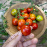 Honey Bee Tomato (Organic F1 Hybrid 60 Days) - Vegetables