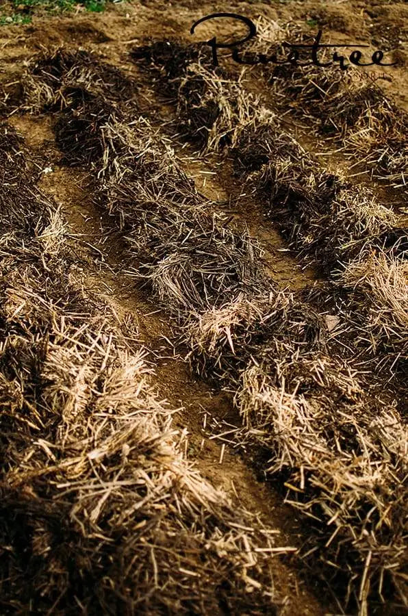 Garlic in garden bed covered in mulch and hay.