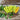 Hungarian Yellow Wax Pepper (65 Days) - Vegetables