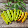 Hungarian Yellow Wax Pepper (65 Days) - Vegetables