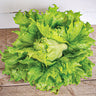 Ice Queen Lettuce (Heirloom 62 Days) - Vegetables
