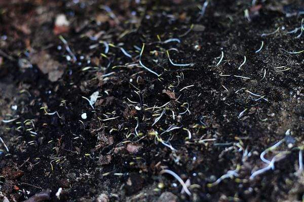 Native wildflower seedlings in garden patch.