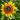 Jolly Joker Sunflower - Flowers