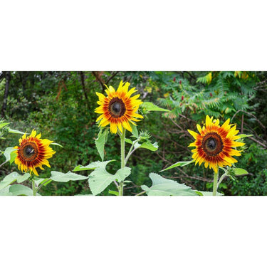 Jolly Joker Sunflower - Flowers