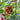 Juliet Tomato (F1 Hybrid 60 Days) - Vegetables