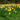 King Alfred Narcissus - Fall