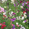 Knee High Fragrant Sweet Pea Mix Seed