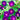 Knowlains Black Morning Glory - Flowers