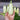 Lebanese White Bush Summer Squash (Heirloom 50 Days) - Vegetables