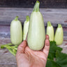 Lebanese White Bush Summer Squash (Heirloom 50 Days) - Vegetables