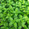 Lemon Balm - Herbs