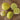Lemon Cucumber (Heirloom 65 Days) - Vegetables