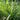 Close-up of green lemon grass with an herb garden in the background