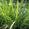 Close-up of green lemon grass with an herb garden in the background