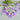 Lilac Regatta Lobelia - Flowers