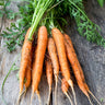 Little Finger Carrot (60 Days) - Vegetables