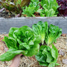 Little Gem Lettuce (50 Days) - Vegetables