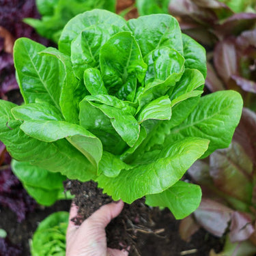 Little Gem Lettuce (50 Days) - Vegetables