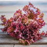 Lollo Rossa Lettuce (53 Days) - Vegetables