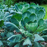 Long Island Improved Brussels Sprouts (Heirloom 85 Days) - Vegetables