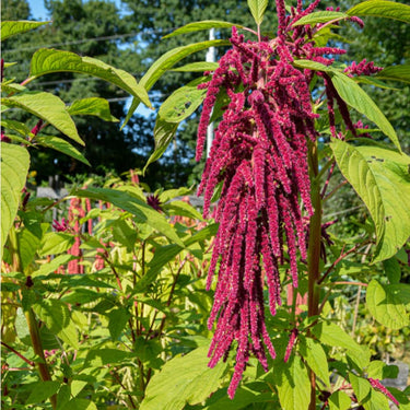Love Lies Bleeding Amaranth - Flowers
