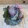 Mammoth Red Rock Cabbage (Heirloom 95 Days) - Vegetables