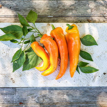 Marconi Golden Pepper (80-90 Days) - Vegetables