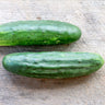 Marketmore 76 Cucumber (60 Days) - Vegetables