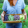 Meiner’s Bush Bean Medley (50-55 Days) - Vegetables