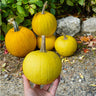 Mellow Yellow Pumpkin (F1 Hybrid 95 Days) - Vegetables