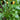 Mibuna Mustard Greens (41 Days) - Vegetables