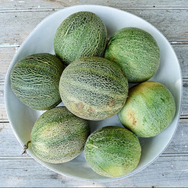 Minnesota Midget Melon (60 Days) - Vegetables