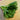 Misome Greens (30 Days) - Vegetables