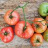 Mortgage Lifter Tomato (Heirloom 77 Days) - Vegetables