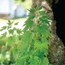 Motherwort - Herbs
