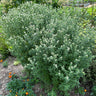 Mountain Mint - Herbs