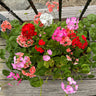 Multibloom Mix Geranium - Flowers