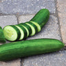Muncher Cucumber (60 Days) - Vegetables