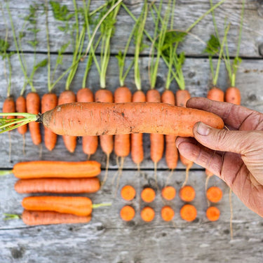 Napoli Carrot (F1 Hybrid 66 Days) - Vegetables