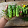 National Pickling Cucumber (52 Days) - Vegetables