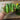 National Pickling Cucumber (52 Days) - Vegetables